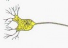 Sinapsis nerviosa | Recurso educativo 582640