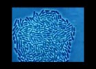 Crecimiento bacteriano bajo un microscopio óptico | Recurso educativo 724122
