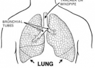 Fun Lung Facts for Kids - Interesting Facts about Lungs | Recurso educativo 724548