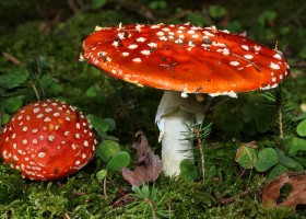 The Most Poisonous Mushrooms in the World | Recurso educativo 725635