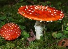 The Most Poisonous Mushrooms in the World | Recurso educativo 725635