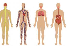 Aparatos y sistemas del cuerpo humano | Recurso educativo 734730