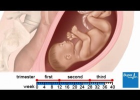 How a baby develops during pregnancy | Recurso educativo 738765
