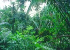 Bosque tropical | Recurso educativo 598059