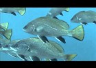 Els peixos. El mar a fons. | Recurso educativo 741858