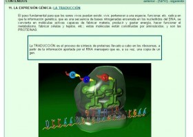 La traducción. Síntesis de proteínas | Recurso educativo 756088