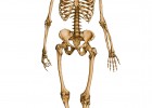 Human skeleton | Recurso educativo 769312
