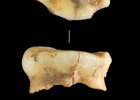 O galego máis antigo descuberto nunha cova de Lugo | Recurso educativo 769770