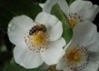 La preciada miel de ulmo - Cata de mieles. Libros de apicultura y abejas. | Recurso educativo 771784