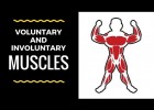Voluntary and involuntary muscles | Recurso educativo 781931