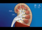 Anatomía do sistema renal | Recurso educativo 782890