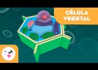 La célula vegetal y sus partes - Ciencias Naturales- Vídeo educativo para | Recurso educativo 783972