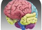 3D Brain | Recurso educativo 786384