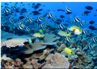 Los arrecifes de coral | Recurso educativo 788294