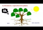 La fotosíntesis y respiración de las plantas | Recurso educativo 775254